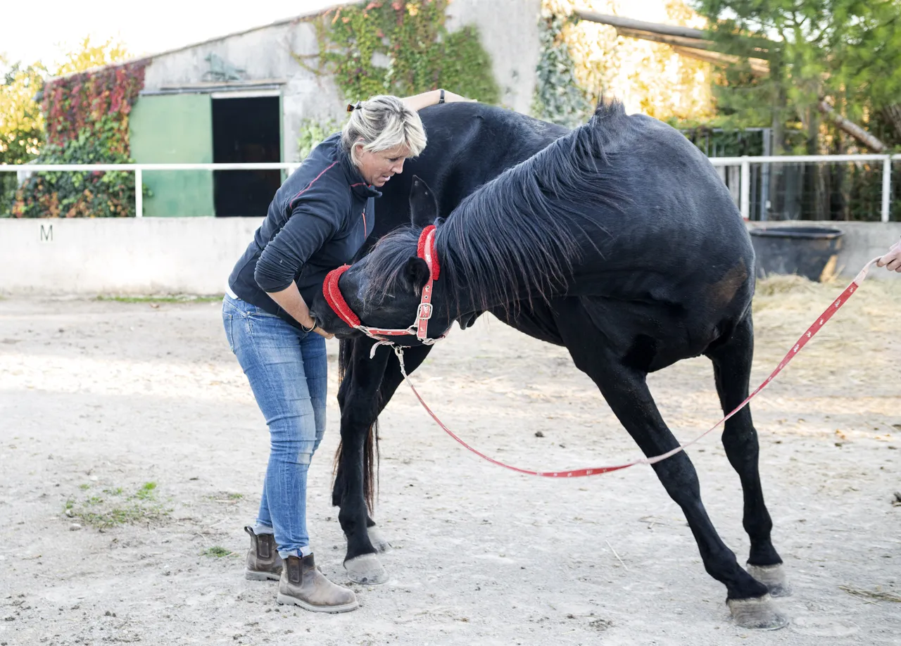 Le métier d'ostéopathe animalier spécialisé dans les équidés : une approche holistique de la santé des chevaux